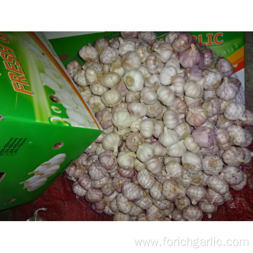 Normal White Garlic High Quality Crop 2019